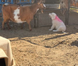 Sevro x Cameo Litter 2-26