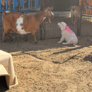 3442358047 Inside Our Maremma Puppy Program