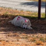 Pax x Electra 11/15/25 Maremma Litter