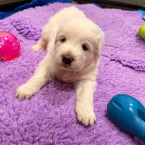 1090154205 Inside Our Maremma Puppy Program