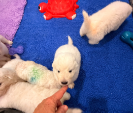 Sevro x Cameo Litter 2-26