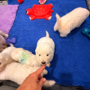 3743634004 Inside Our Maremma Puppy Program