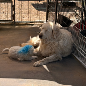 3563599901 Inside Our Maremma Puppy Program
