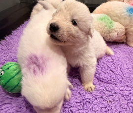 Sevro x Cameo Litter 2-26