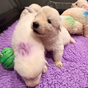 2750769399 Inside Our Maremma Puppy Program