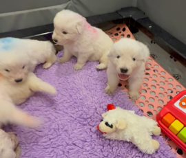 Sevro x Cameo Litter 2-26