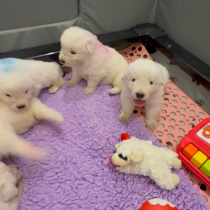 3155927033 Inside Our Maremma Puppy Program