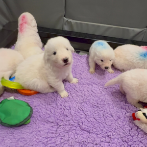 3690318692 Inside Our Maremma Puppy Program