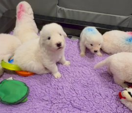 Sevro x Cameo Litter 2-26