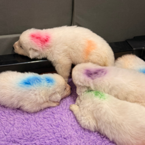 3437473520 Inside Our Maremma Puppy Program