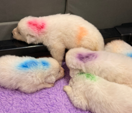 Sevro x Cameo Litter 2-26