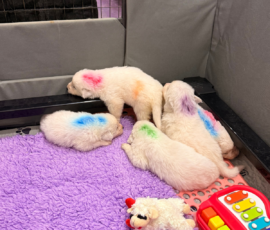 Sevro x Cameo Litter 2-26