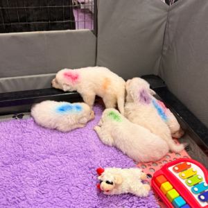 5618826 Inside Our Maremma Puppy Program
