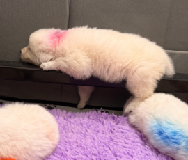 Sevro x Cameo Litter 2-26