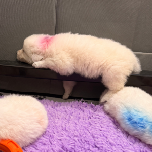 921291674 Inside Our Maremma Puppy Program