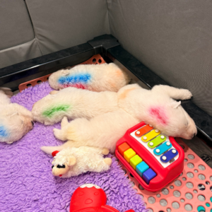 2484064964 Inside Our Maremma Puppy Program