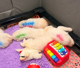 Sevro x Cameo Litter 2-26