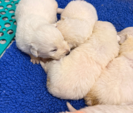 Sevro x Cameo Litter 2-26