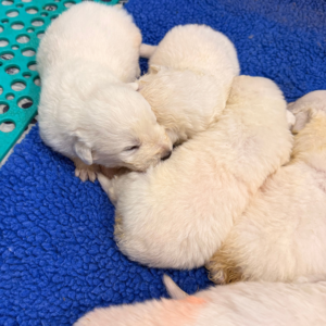 640052635 Inside Our Maremma Puppy Program