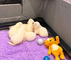 Sevro x Cameo Litter 2-26