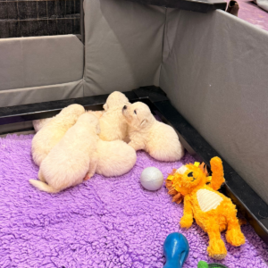 3185617947 Inside Our Maremma Puppy Program