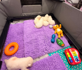 Sevro x Cameo Litter 2-26