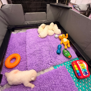 2042335239 Inside Our Maremma Puppy Program