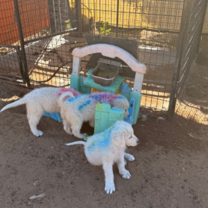 1208775140 Inside Our Maremma Puppy Program