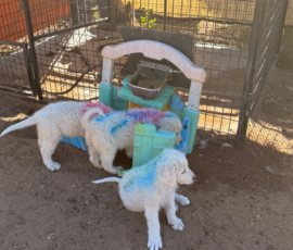 Sevro x Cameo Litter 2-26