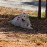 Pax x Electra 11/15/25 Maremma Litter