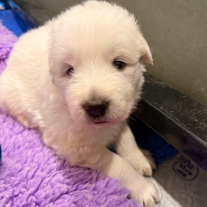 659016166 Inside Our Maremma Puppy Program