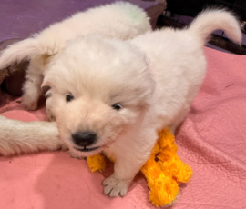 Sevro x Cameo Litter 2-26