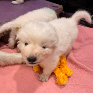4204837022 Inside Our Maremma Puppy Program