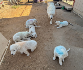 Sevro x Cameo Litter 2-26