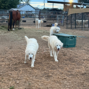 2385078051 Inside Our Maremma Puppy Program