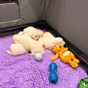 3245274291 Inside Our Maremma Puppy Program