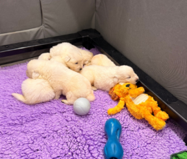 Sevro x Cameo Litter 2-26