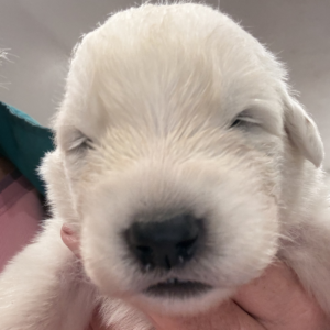 193827382 Inside Our Maremma Puppy Program