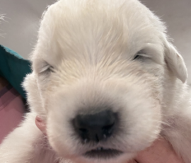 Sevro x Cameo Litter 2-26