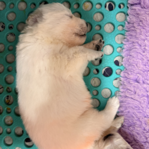 3353626361 Inside Our Maremma Puppy Program