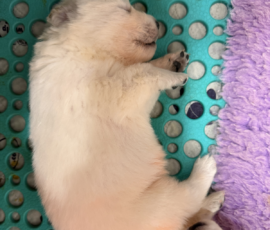 Sevro x Cameo Litter 2-26