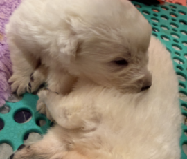 Sevro x Cameo Litter 2-26