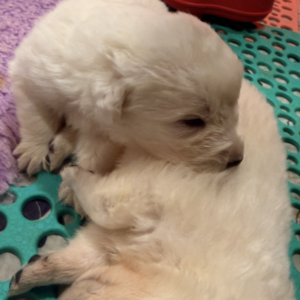 2943684555 Inside Our Maremma Puppy Program