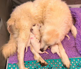 Sevro x Cameo Litter 2-26