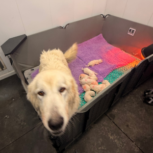 3833225702 Inside Our Maremma Puppy Program