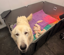 Sevro x Cameo Litter 2-26