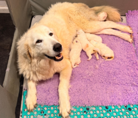 Sevro x Cameo Litter 2-26