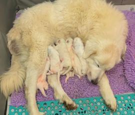 Sevro x Cameo Litter 2-26