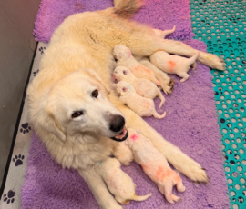 Sevro x Cameo Litter 2-26