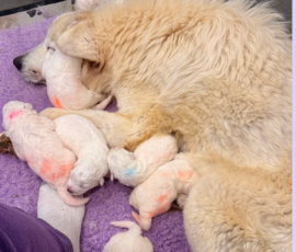 Sevro x Cameo Litter 2-26